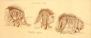 Skizze Zeichnung Löwe