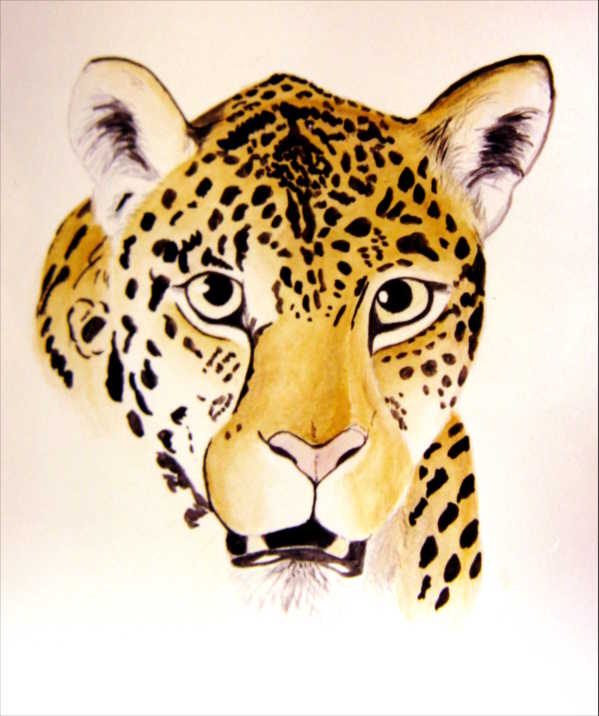 Jaguar Aquarell Zeichnung
