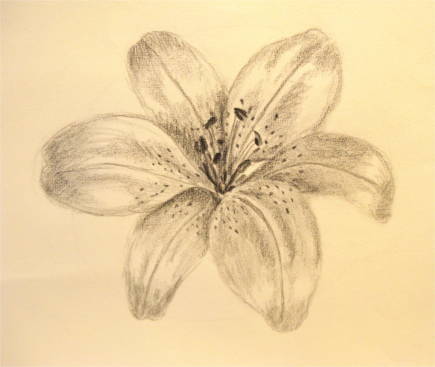 Lilie Blume zeichnen