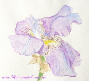 Iris Aquarell Bild Blume