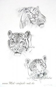Tigerstudien Bleistift Zeichnung