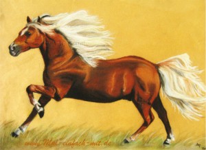 Pferd Zeichnung Pastellkreide