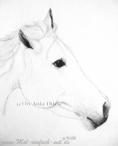 Pferdekopf Bleistift Zeichnung